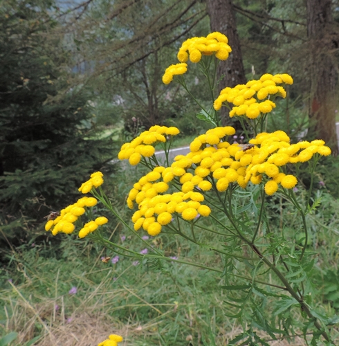 Tanacetum vulgare / Tanaceto